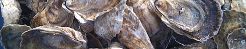 Oysters